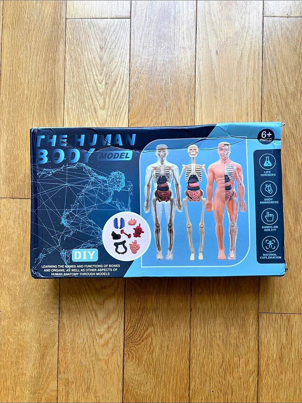 The Human Body Model Educational Anatomy Model